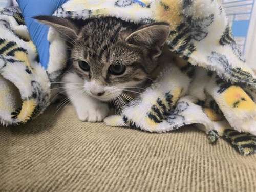 TORTELLINI, a cat for adoption from Pets In Need