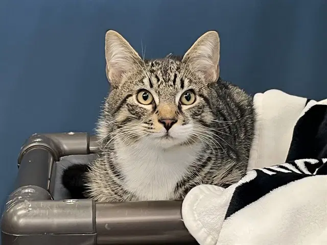 Crayon - Domestic Short Hair