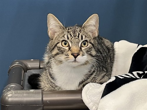 CRAYON, a cat for adoption from Pets In Need