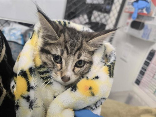 RAVIOLI, a cat for adoption from Pets In Need