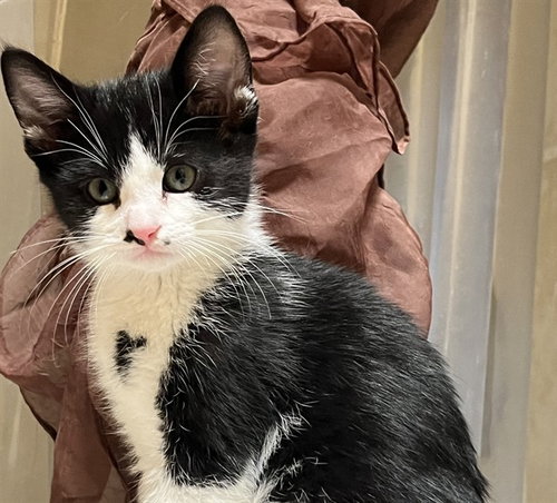 GOOSE, a cat for adoption from Pets In Need