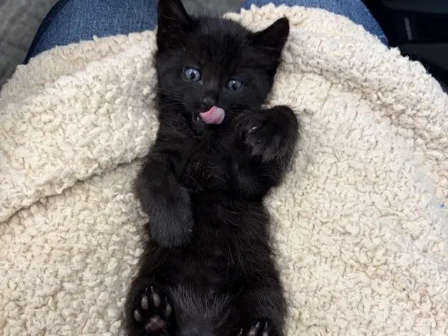 Slick - Domestic Short Hair