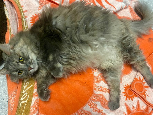 America, Domestic Short Hair (medium coat)