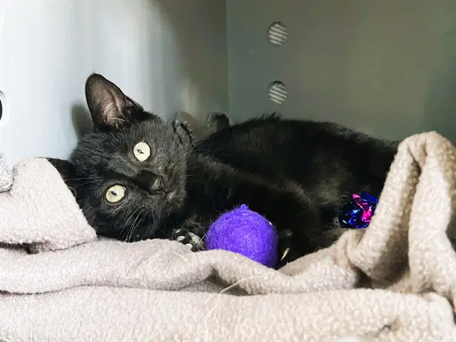 Mustang - Domestic Short Hair
