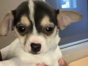 Bonita - Chihuahua