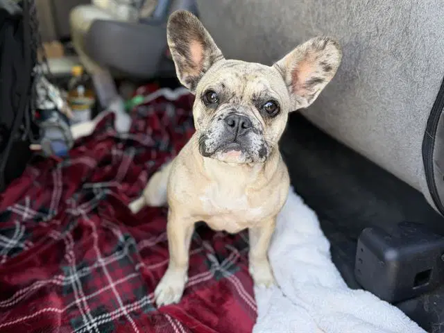 Cherie - French Bulldog