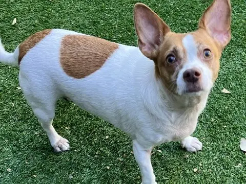 Radar - Chihuahua