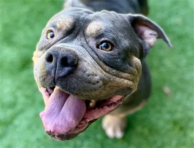 Mochi - Pit Bull Terrier