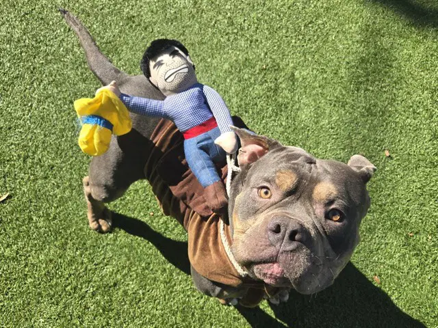 Mochi - Pit Bull Terrier