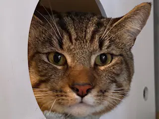 Jinx - Domestic Short Hair