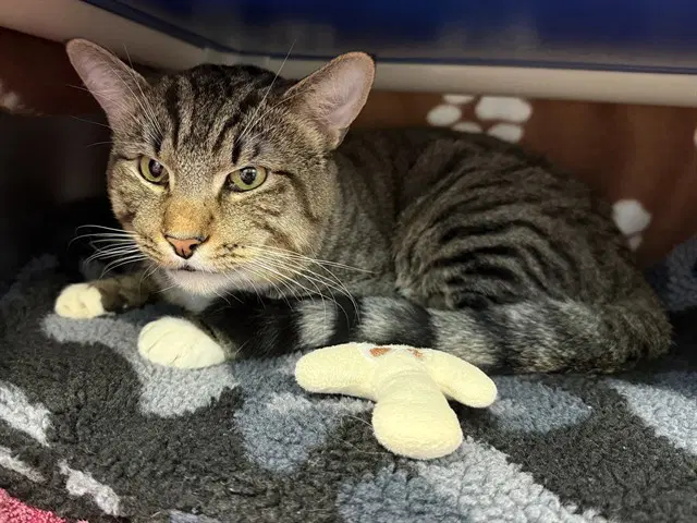 Jinx - Domestic Short Hair