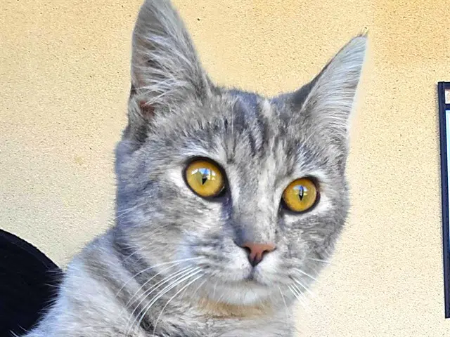 Chickadee - Domestic Short Hair