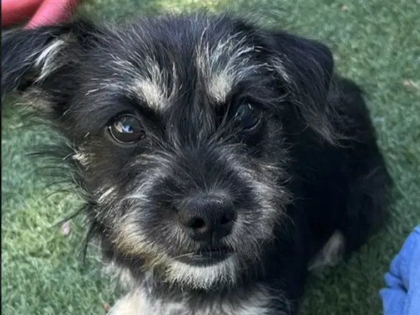 Sasha - Terrier