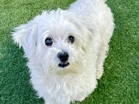 Casper - Maltese