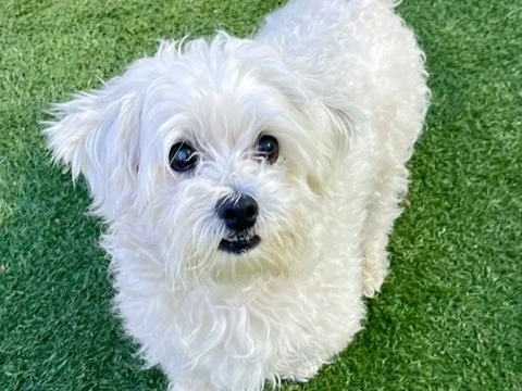 Casper