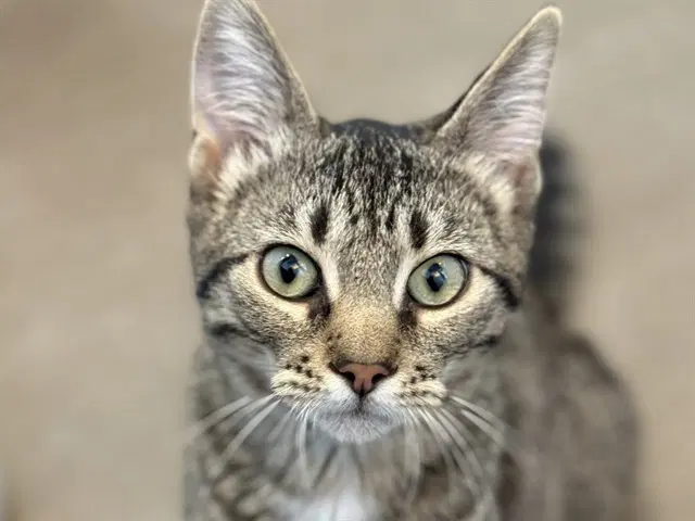Princess Crumb - Domestic Short Hair