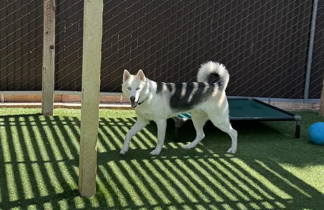 Tiny - Husky