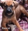 Rascal