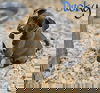 Ducky