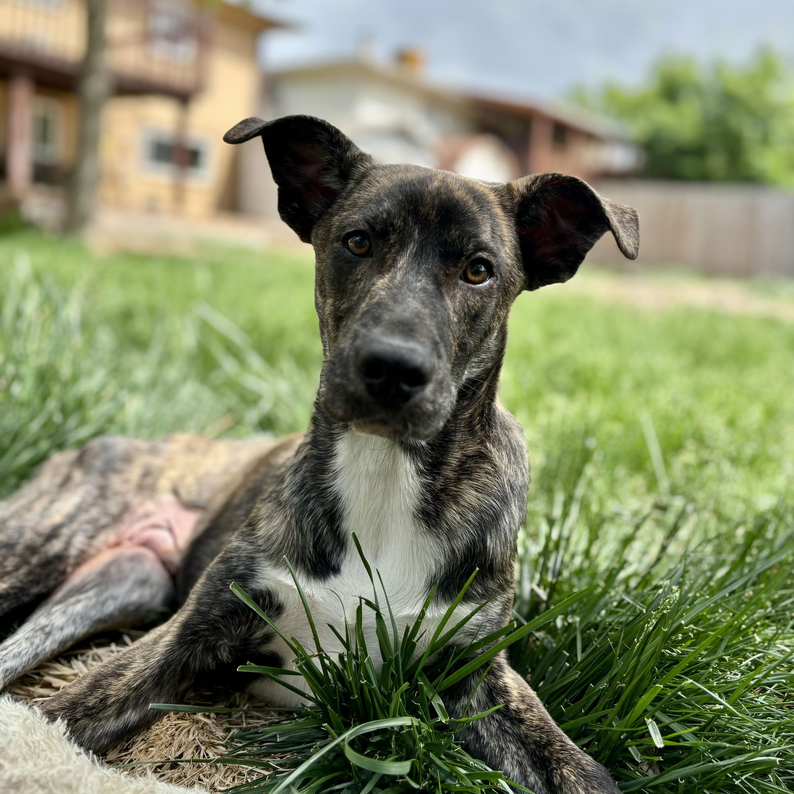 adoptable Dog in Broomfield, CO named Jack