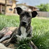 adoptable Dog in , CO named Jack