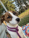 adoptable Dog in Laneville, TX named Rosie