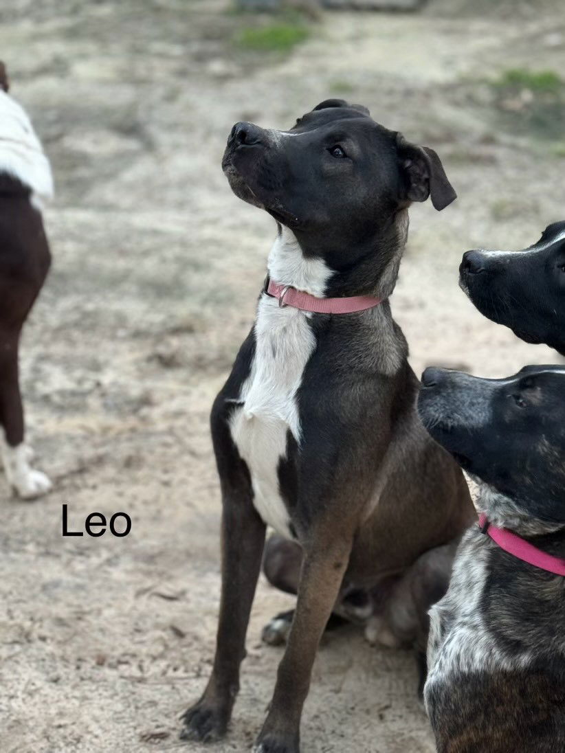 adoptable Dog in Laneville, TX named Leo