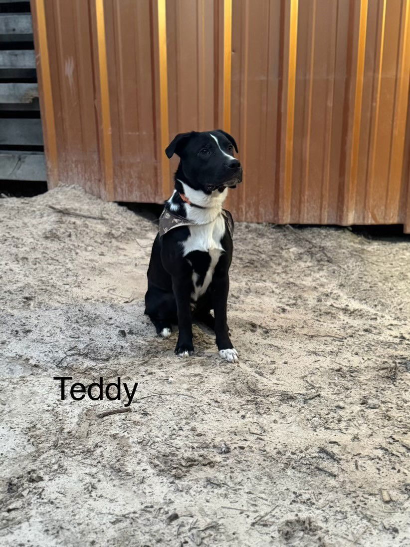 adoptable Dog in Laneville, TX named Teddy