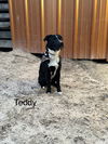 adoptable Dog in  named Teddy