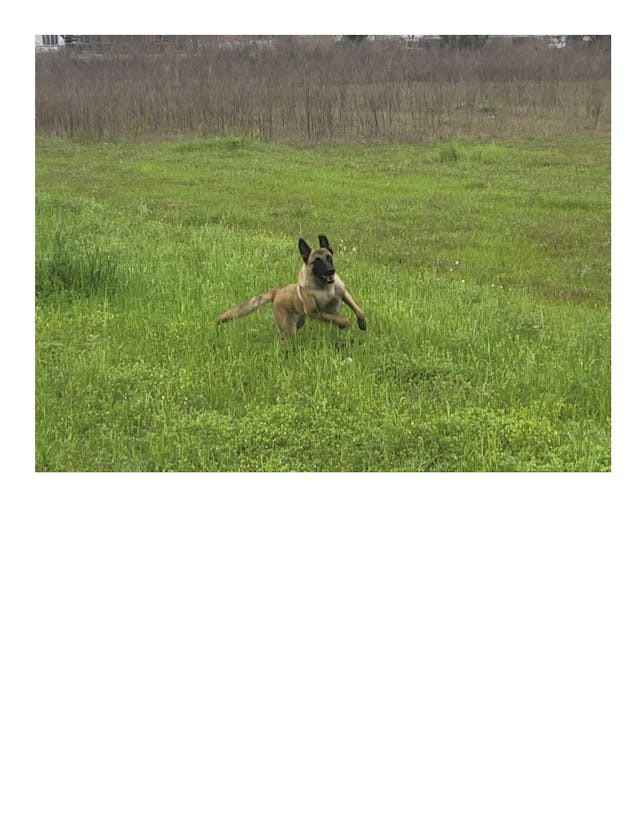 adoptable Dog in Discovery Bay, CA named Nash