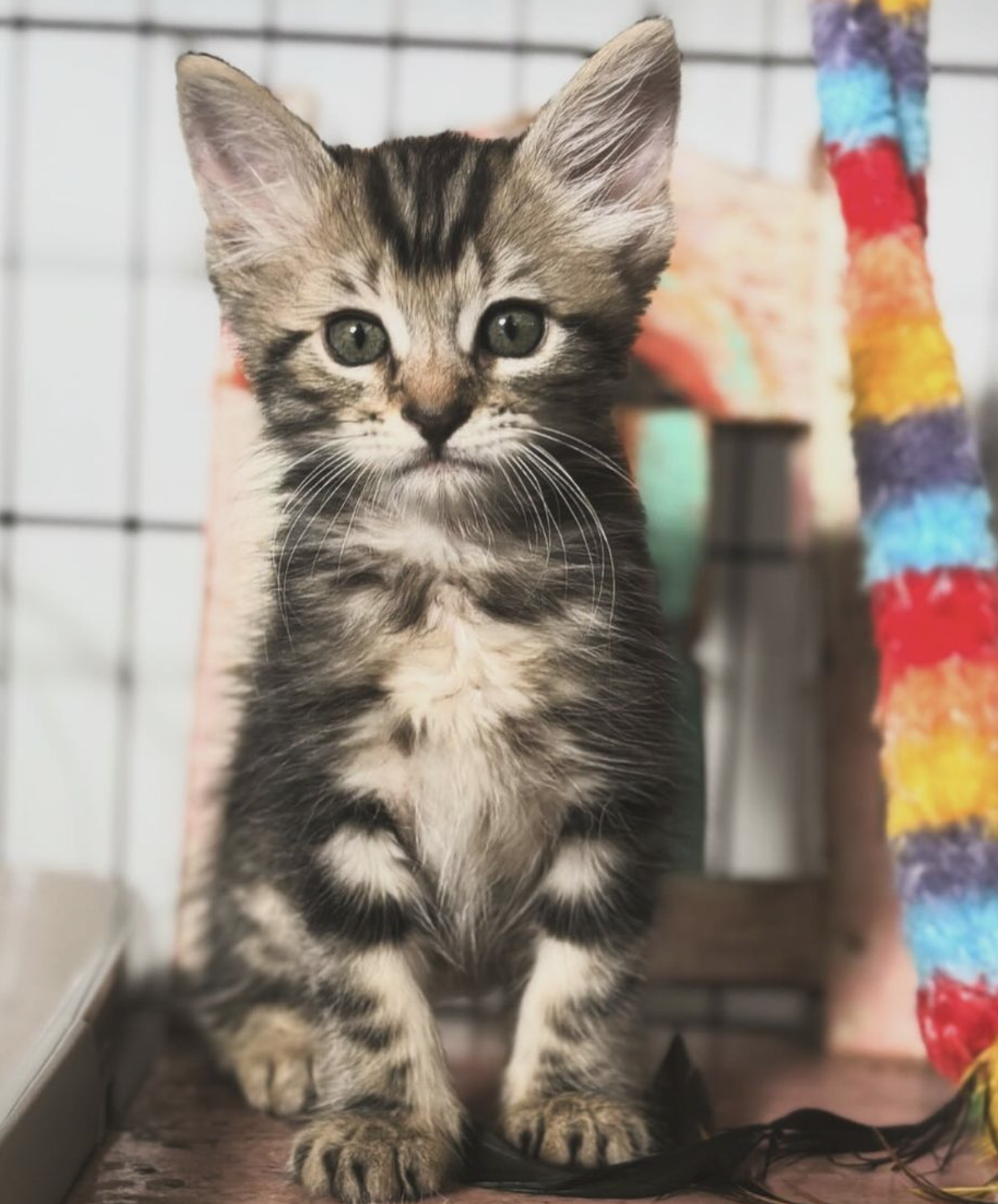 adoptable Cat in San Francisco, CA named Timmy