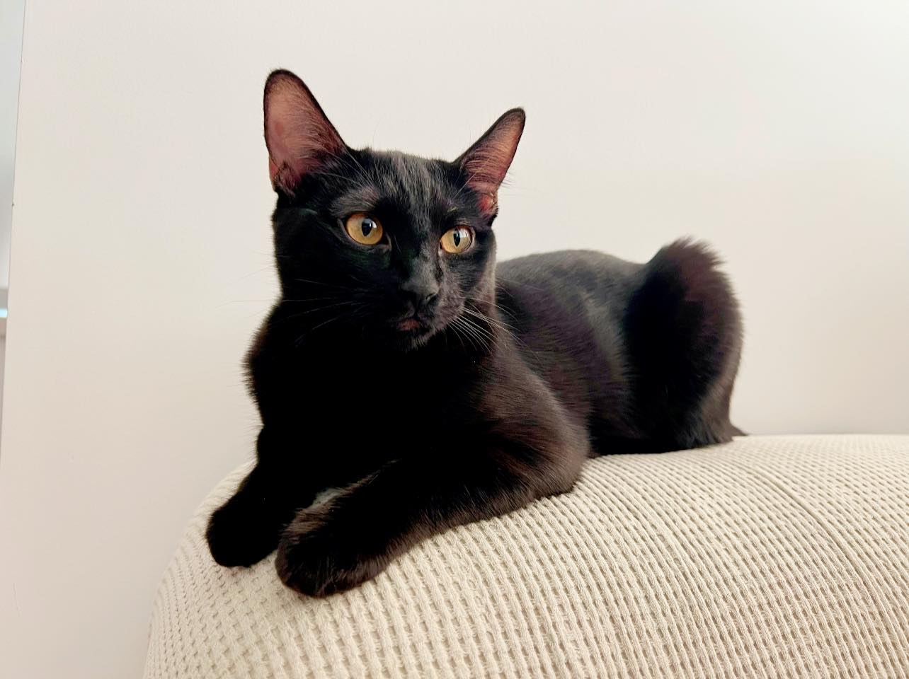 adoptable Cat in San Francisco, CA named Jiji