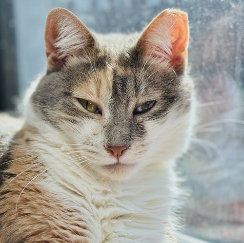 MISTY - Calico / Domestic Medium Hair available for adoption