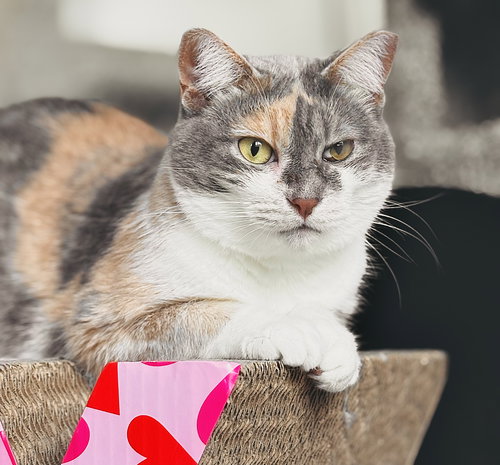 MISTY - Calico / Domestic Medium Hair available for adoption