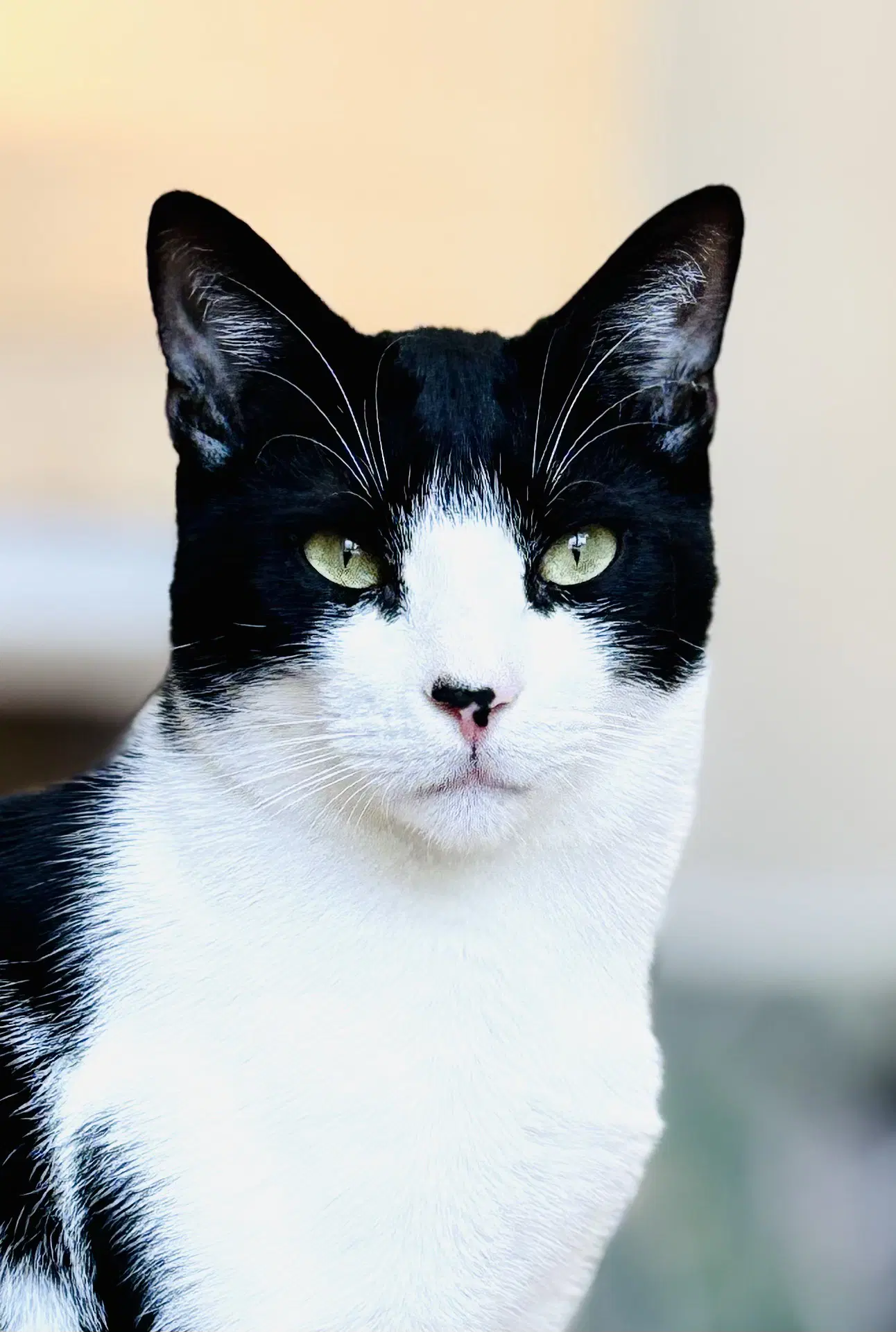 Gozer - Domestic Short Hair