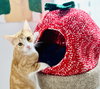 Sandy - Photo 4