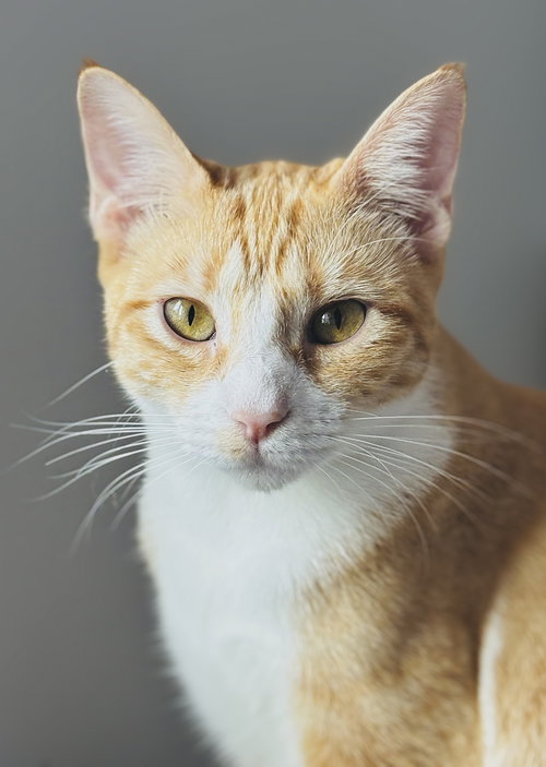 SANDY - Tabby available for adoption