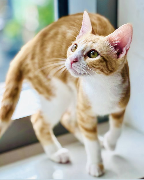 Sandy, Young Tabby, cat for adoption in Oakley, California