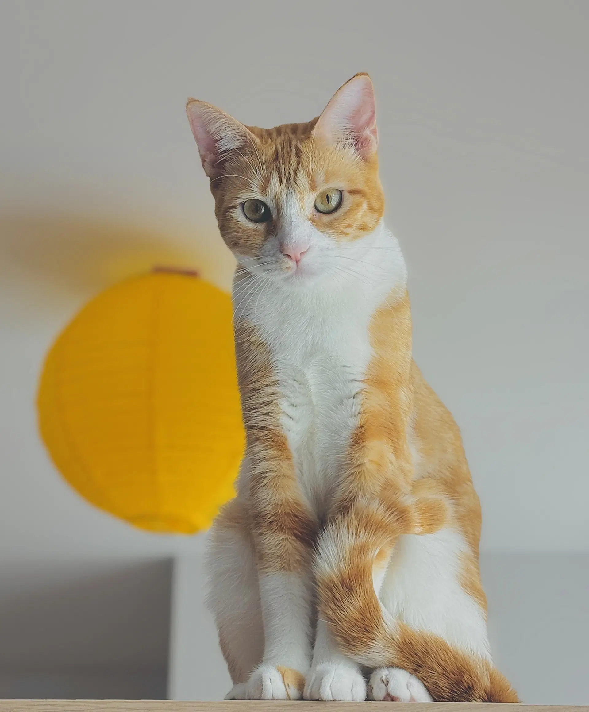 Sandy - Domestic Short Hair