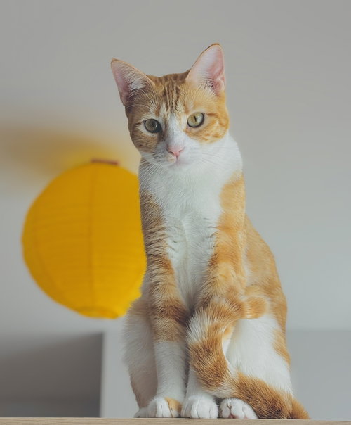 Sandy, Young Domestic Short Hair (short coat), cat for adoption in San Rafael, California