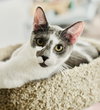 Dusty - Photo 1