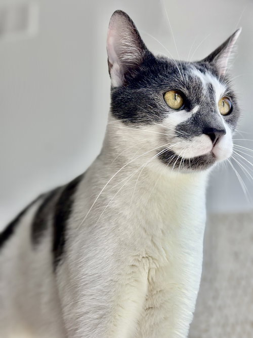 Dusty, Adult Domestic Short Hair / Oriental Short Hair / Mixed (short coat), cat for adoption in San Rafael, California