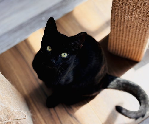 Photo of Stella