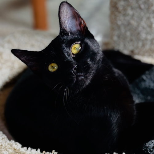 Photo of Stella