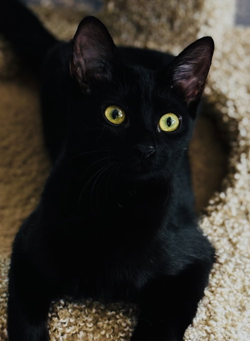 Photo of Stella