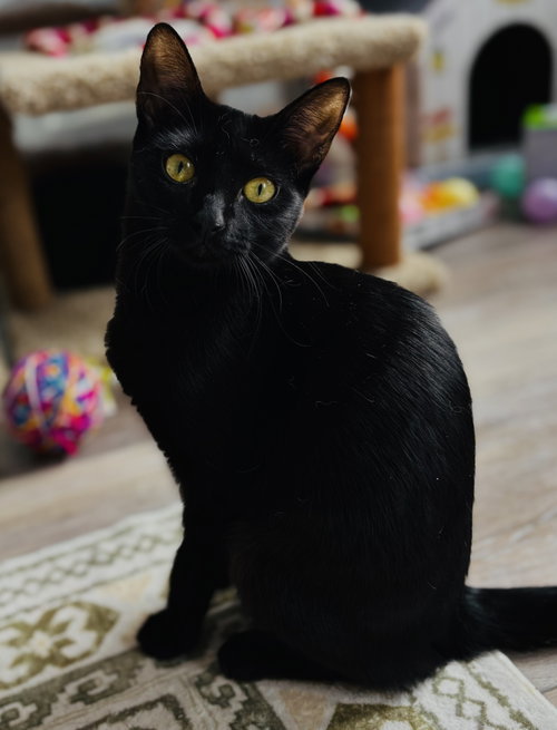 Photo of Stella