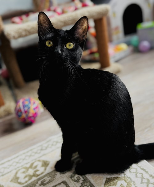 Photo of Stella