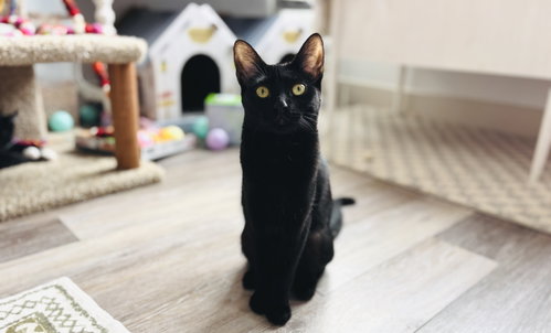 Photo of Stella