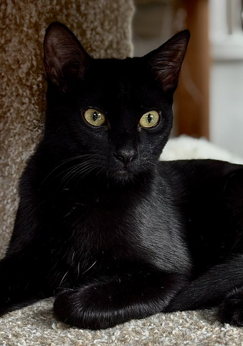 Photo of Stella