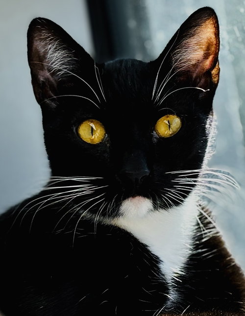 POPPY - Tuxedo available for adoption
